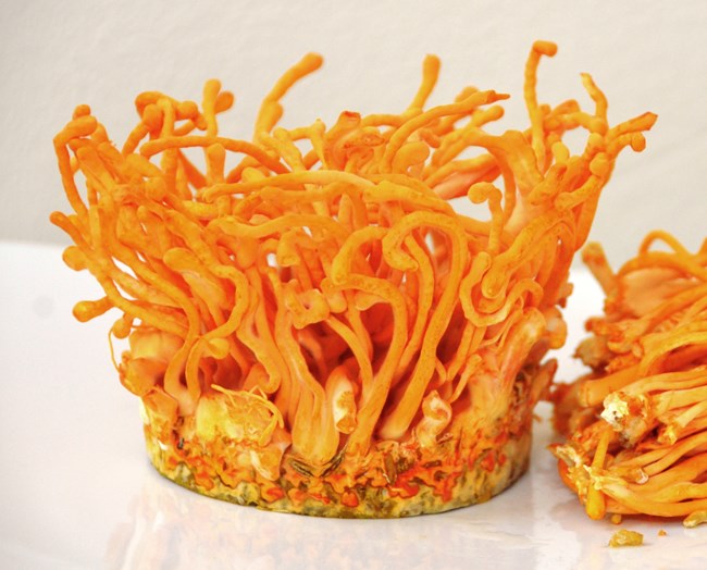 Đông trùng hạ thảo – đệ nhất thảo dược giúp tăng cường đề kháng